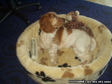 Englischer Cocker Spaniel Hunde Foto 12515 Englischer Cocker Spaniel Katzenfreund