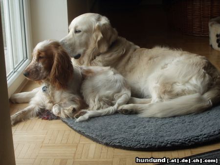Englischer Cocker Spaniel Bendix und Ivan sehen ALLES :-))
