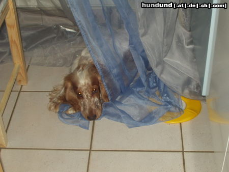 Englischer Cocker Spaniel Hunde Foto 25129 Englischer Cocker Spaniel Höhlen sind fein