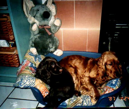 Englischer Cocker Spaniel Hunde Foto 1007 Englischer Cocker Spaniel Cockerspaniel Vom Kloster Lorsch