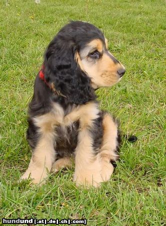 Englischer Cocker Spaniel Hunde Foto 11822 Englischer Cocker Spaniel Linus - 4 Monate