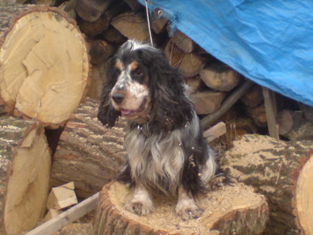 Englischer Cocker Spaniel