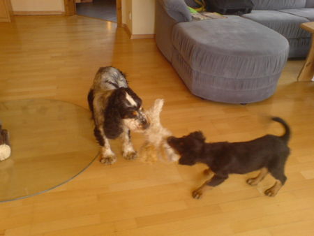 Englischer Cocker Spaniel Hunde Foto 43448 in höherer Auflösung ansehen Englischer Cocker Spaniel Elijah mund Kimmy