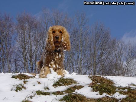 Englischer Cocker Spaniel Jester