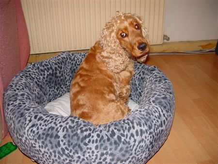 Englischer Cocker Spaniel Hunde Foto 1696 Englischer Cocker Spaniel sandys kuschelecke