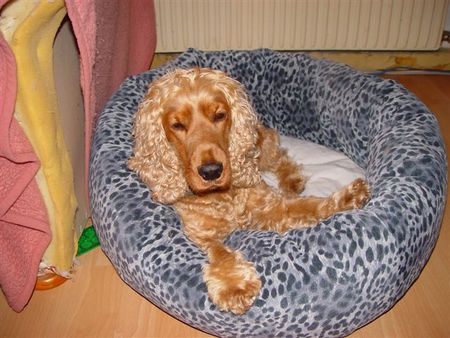 Englischer Cocker Spaniel Hunde Foto 1695 Englischer Cocker Spaniel sandys kuschelecke