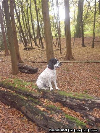 Englischer Cocker Spaniel Kappa Herbst