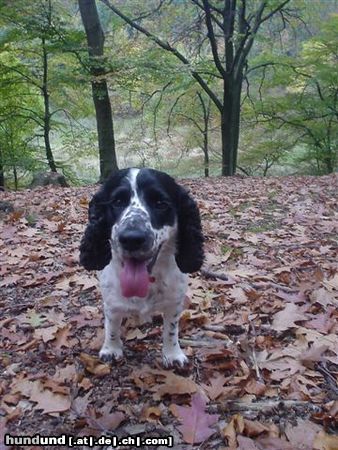 Englischer Cocker Spaniel Kappa Herbst