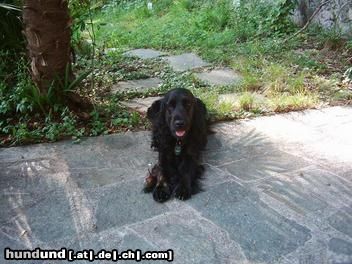 Englischer Cocker Spaniel Hunde Foto 22602 in höherer Auflösung ansehen Englischer Cocker Spaniel Das ist Cocker Amigo in Italien
