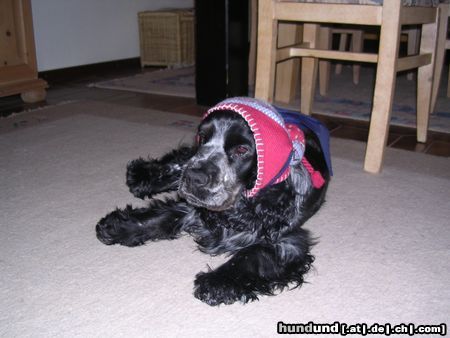 Englischer Cocker Spaniel Kann ich so gehen,SCHATZ ???