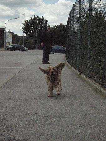 Englischer Cocker Spaniel bella