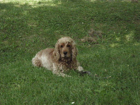 Englischer Cocker Spaniel bella