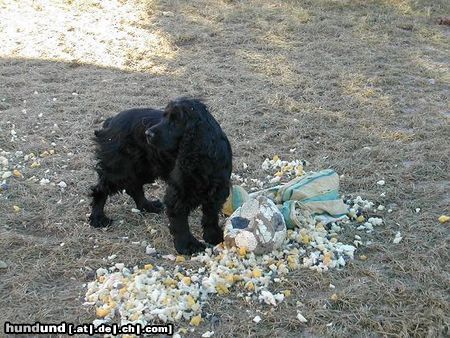 Englischer Cocker Spaniel öHm das mit dem poLster war aber nicht ich...:)