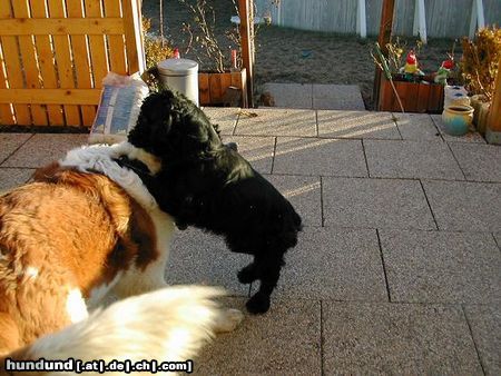 Englischer Cocker Spaniel lafe beim kampf mit nero