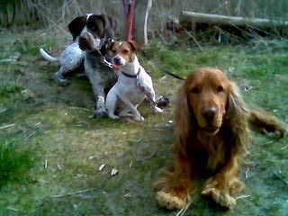 Englischer Cocker Spaniel Hunde Foto 28332 Englischer Cocker Spaniel hallo frauchen