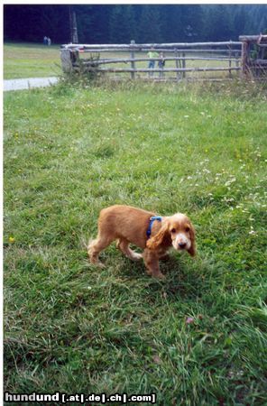 Englischer Cocker Spaniel Hunde Foto 4595 Englischer Cocker Spaniel Das ist meine Cocker Spanielhündin Daisy