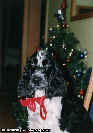 Englischer Cocker Spaniel Hunde Foto 9327 Englischer Cocker Spaniel Das schönste Geschenk