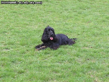 Englischer Cocker Spaniel Hunde Foto 26737 in höherer Auflösung ansehen Englischer Cocker Spaniel Diego - und das bin ich jetzt
