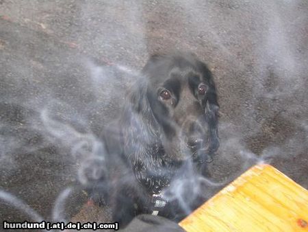 Englischer Cocker Spaniel Mein kleiner Diego