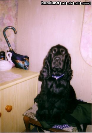 Englischer Cocker Spaniel Hunde Foto 26736 in höherer Auflösung ansehen Englischer Cocker Spaniel Diego - da bin ich schon bisschen größer und gaaaanz stolz