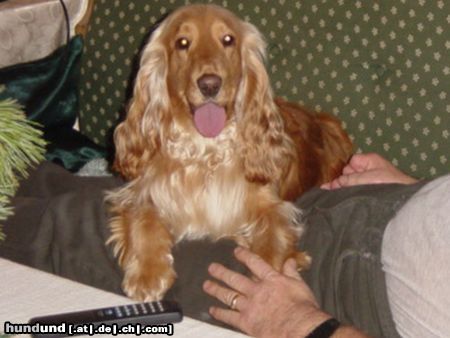 Englischer Cocker Spaniel Hunde Foto 8613 Englischer Cocker Spaniel Meine hübsche Prinzessin