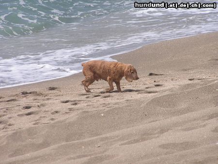 Englischer Cocker Spaniel Hunde Foto 23122 Englischer Cocker Spaniel Mira am Meer