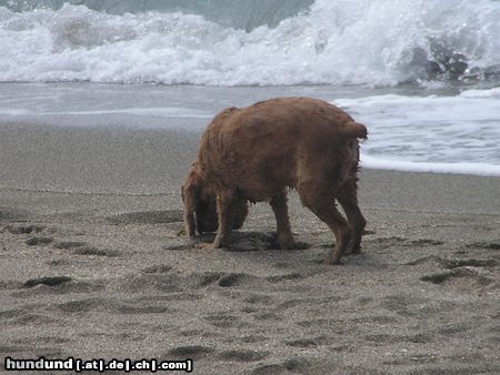 Englischer Cocker Spaniel Hunde Foto 23123 Englischer Cocker Spaniel Mira am Meer