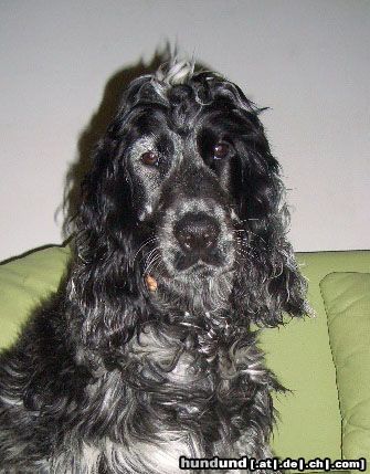 Englischer Cocker Spaniel Hunde Foto 24146 Englischer Cocker Spaniel Eros (6 Monate)