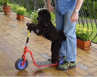 Englischer Cocker Spaniel Hunde Foto 27223 Englischer Cocker Spaniel Evi fährt Roller