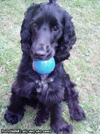 Englischer Cocker Spaniel Hunde Foto 24004 Englischer Cocker Spaniel Mein Ball und ich...