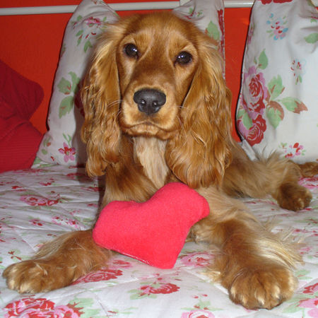 Englischer Cocker Spaniel Feenja im Mühlengrund vom Sachsenland