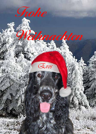 Englischer Cocker Spaniel Hunde Foto 27226 Englischer Cocker Spaniel Frohe Weihnachten! :)