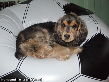 Englischer Cocker Spaniel Hunde Foto 13649 Englischer Cocker Spaniel Linus schaut Fußball