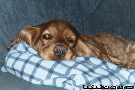 Englischer Cocker Spaniel Hunde Foto 4837 Englischer Cocker Spaniel Gina beim Faulenzen