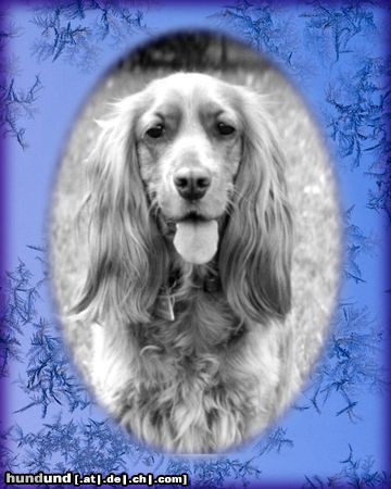 Englischer Cocker Spaniel Hunde Foto 5583 Englischer Cocker Spaniel Gina