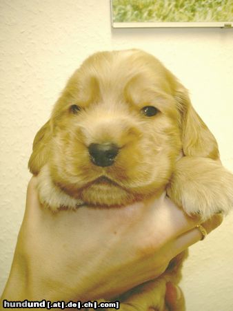 Englischer Cocker Spaniel Hunde Foto 6734 Englischer Cocker Spaniel Ein weiteres Bild von unserem süßen Gismo...