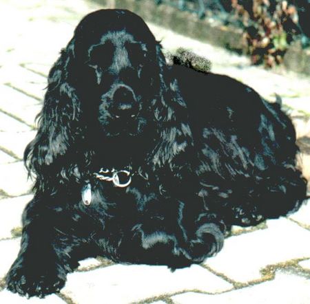 Englischer Cocker Spaniel Hunde Foto 1005 Englischer Cocker Spaniel Cockerspaniel Vom Kloster Lorsch