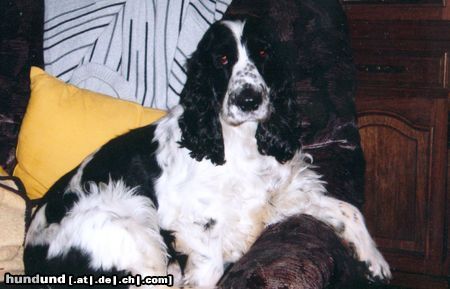 Englischer Cocker Spaniel Hunde Foto 11287 Englischer Cocker Spaniel Sissi