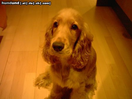 Englischer Cocker Spaniel Hunde Foto 8583 Englischer Cocker Spaniel Seto Mein