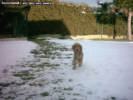 Englischer Cocker Spaniel Seto im Schnee