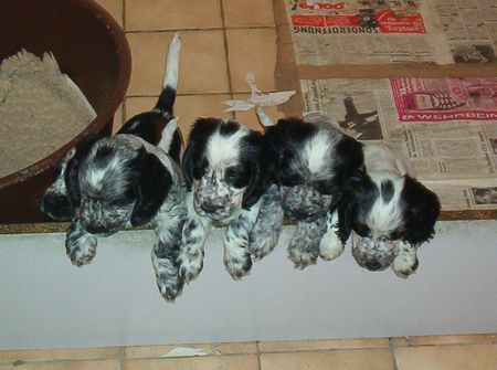 Englischer Cocker Spaniel Hunde Foto 2286 Englischer Cocker Spaniel welpen ab 15.02.2003 abzugeb.