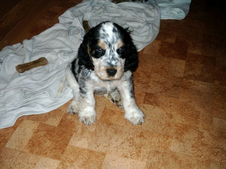 Englischer Cocker Spaniel Elijah v. Libellenteich 