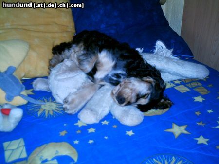 Englischer Cocker Spaniel Hunde Foto 21274 in höherer Auflösung ansehen Englischer Cocker Spaniel Francis mit 3 Monaten