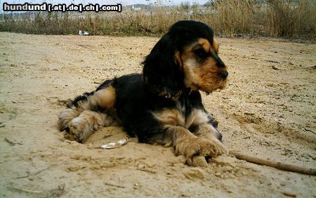 Englischer Cocker Spaniel Hunde Foto 21275 in höherer Auflösung ansehen Englischer Cocker Spaniel Francis ist das 1. Mal am Wasser