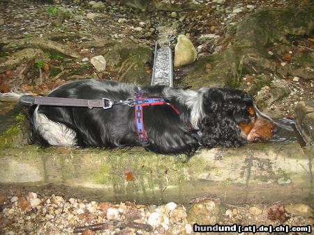 Englischer Cocker Spaniel Hunde Foto 21515 in höherer Auflösung ansehen Englischer Cocker Spaniel Donald kühlt sich ab