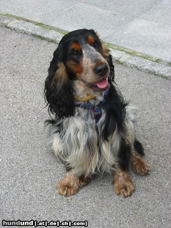 Englischer Cocker Spaniel Hunde Foto 13169 Englischer Cocker Spaniel Donald hat sich in Pose geworfen