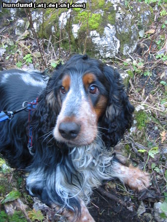 Englischer Cocker Spaniel Hunde Foto 26566 in höherer Auflösung ansehen Englischer Cocker Spaniel Donald beim Verschnaufen