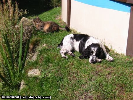 Englischer Cocker Spaniel Luna sonnst sich mit der Katze