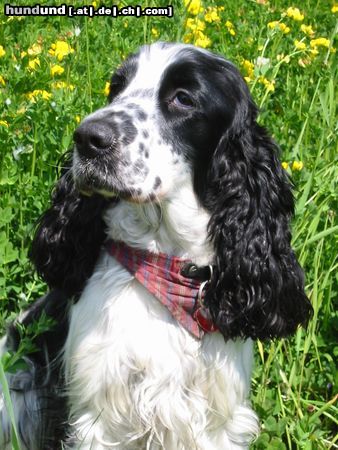 Englischer Cocker Spaniel Das ist mein Baby Luna