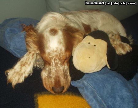 Englischer Cocker Spaniel Hunde Foto 25130 Englischer Cocker Spaniel Schäferstundchen von Ivan